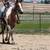 2 male horses 7 thumbnail
