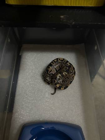 Balls  pythons (Danese)63667748437889122