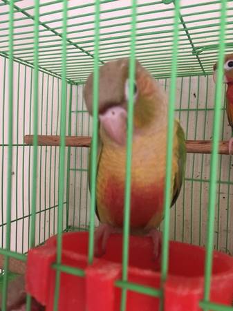 green check conure baby 1
