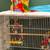 Conure 6 thumbnail