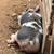 Show quality pigs 1 thumbnail