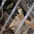 Four bonded parakeets 3 thumbnail