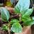 Begonia Dragon, Monstera, Succulents, S, M & Large Sizes – $5–30 11 thumbnail