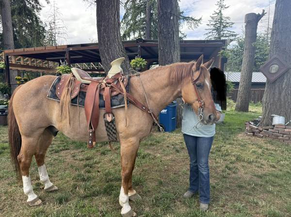 Horse 1