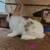 Rabbits 7 thumbnail