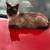 Siamese Maine Coon 19 thumbnail