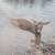ALL YEAR ROUND HUNTING LEASE 3 thumbnail