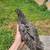 Chicks/pullets 1 thumbnail
