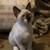 Siamese Maine Coon 13 thumbnail