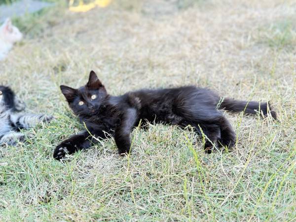 Free older kittens (Graham)63853558137217120