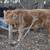 Mini highlander x Lowline Bull calf 1 thumbnail