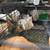 FARM ANIMALS 5 thumbnail