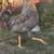 Found chicken or rooster? 1 thumbnail