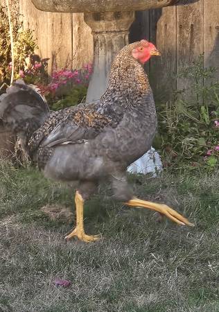 Found chicken or rooster? 1