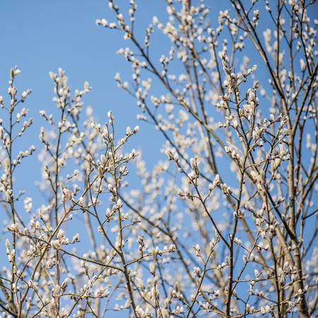 Pussy willow trees 1
