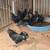 AYAM CEMANI 2 thumbnail
