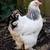 22 wk old Heritage Breed Pullets 4 thumbnail