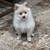 Pomeranian pup Edinburg tx 2 thumbnail