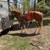 Horse 3 thumbnail
