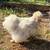 Silkie Hatching Eggs 4 thumbnail