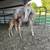 Foal 1 thumbnail