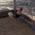Roosters different breeds 6 thumbnail