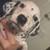 Dalmations 5 thumbnail