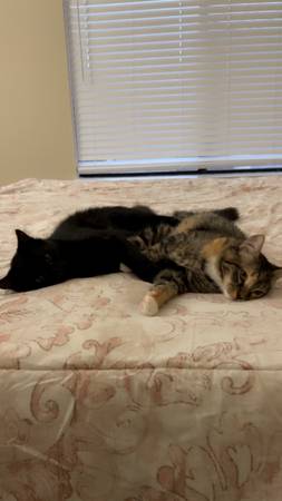 4 month old kittens (rehoming ) (Pleasant Hill)63941740106883122