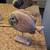 ✅ Perfect Bath Home Decor Hand Painted 13" Fish 2 thumbnail