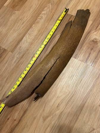 Mammoth bark - Outer layer of tusk 1