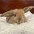 Mini Lop Bunny / Rabbit 1 thumbnail