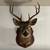 Mounted 8-point deer head 1 thumbnail