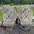 Pair of Large Cement Stone Gargoyles 1 thumbnail