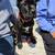 Cane Corso 1 thumbnail