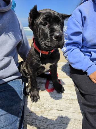 Cane Corso 1