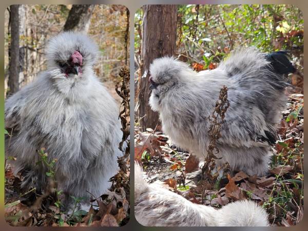 Silkies 1