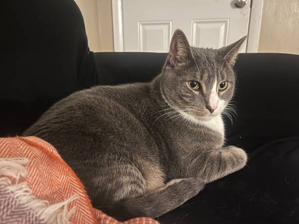 Cat for Adoption. (Scranton)64579666169217122