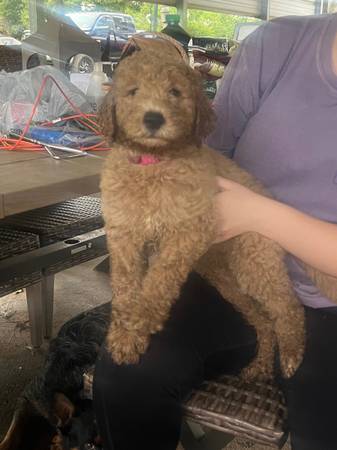 Golden doodle (Honeapath)63661489876353121