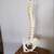 Vertebral Model, Flexible Human Spine, on Stand, 36" 1 thumbnail
