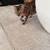 Bengal cat 6 thumbnail