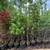Fruit trees Apple, Pear, Peach . 2 thumbnail