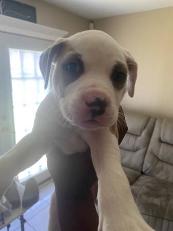 Razor edge bully’s (New Orleans)63988255125507120