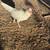 White kelso Hen 2 thumbnail