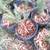 Blue Spruce 1 thumbnail