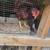 3 roosters 1 thumbnail