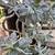 Ghost Plant Graptopetalum Succulents Sedum Cactus Garden Landscape Aloe 5 thumbnail