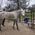 Mares 1 thumbnail