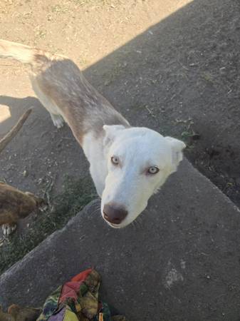 Rehoming roomates dog (Pasco)63658117512579120