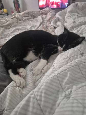 Sweetie is a Loving black and white cat (Von ormy tx)