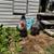 Laying hens available - breeding stock qualilty chickens 1 thumbnail